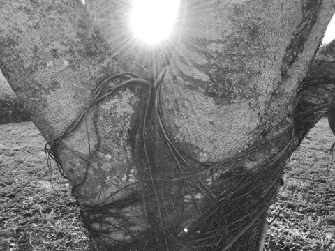 Black and White image of a tree sun shining through